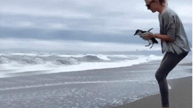 Para el asombro de todo los cibernautas una mujer libera a su pequeño pingüino en el mar