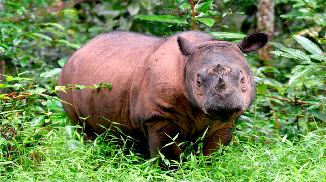 Muere última rinoceronte de Sumatra