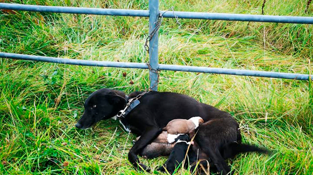 Perrita y sus cachorros ya fueron recatados del maltrato animal