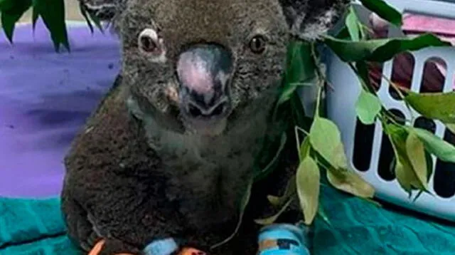  Koala quemado falleció esta mañana en el Hospital Port Macquaire en Australia