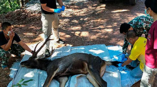 Ciervo es hallado muerto con 7 kilos de plástico en el estómago en Tailandia