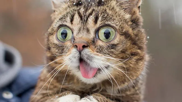 Lil Bub tenía enanismo felino