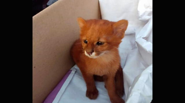 Joven adopto a puma pensando que era un indefenso gatito [VIDEO]