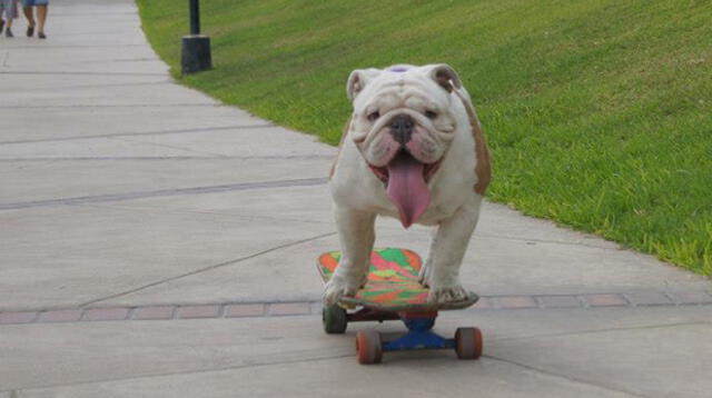 Murió Otto, el bulldog peruano que batió Récord Guinness al recorrer la mayor distancia en skate