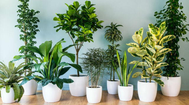 Purifica el aire de tu casa y oficina con estas plantas