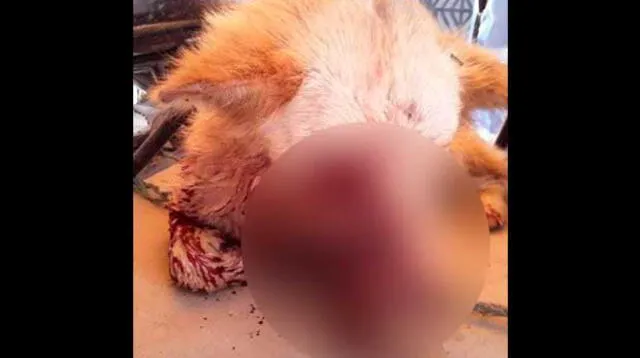 El cruel maltrato animal de Amazonas se viralizó en Facebook