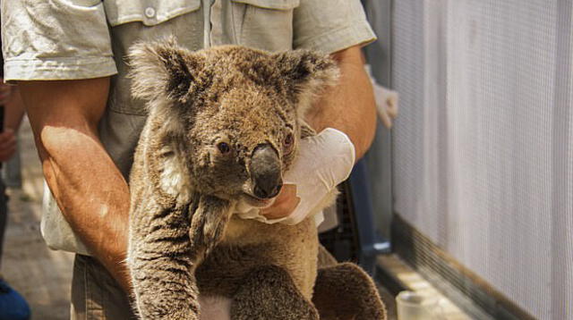 Koalas deberán permanecer en cautiverio tras incendio en Australia 