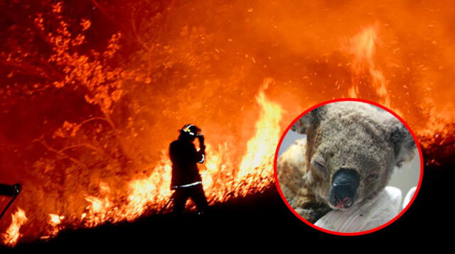 Millones de koalas y otros animales que han resultado afectados.