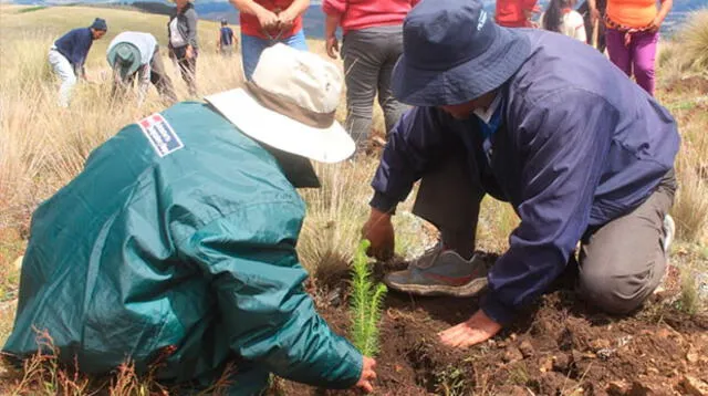 Minagri realiza la plantación de más de 1 millón de árboles como forma de contrarrestar las heladas y las lluvias en zonas alto andinas