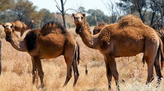 El número de camellos en Australia aumentó a lo largo de las décadas