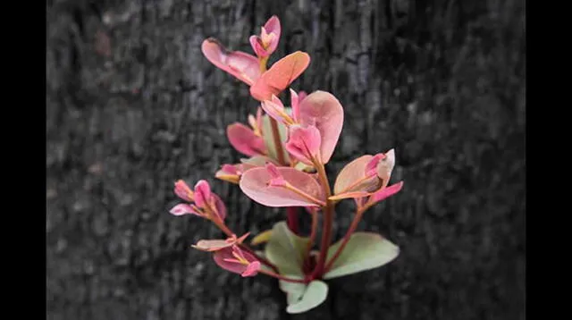 “Con todo lo que se pierde en la naturaleza, hay esperanza de vida otra vez”, indicó la fotógrafa