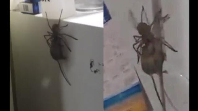 Araña cazadora llevó a ratón muerto hacía su nido [VIDEO]