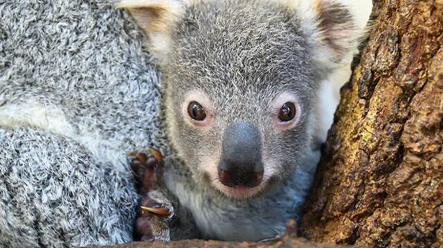 “Muchos de los primos de 'Hope' en Australia siguen enfrentando la devastación de los incendios” indicó Zoo Miami