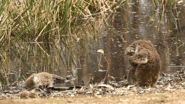 Hasta el momento más de la mitad de los 50,000 koalas de la isla pueden haber muerto en las llamas