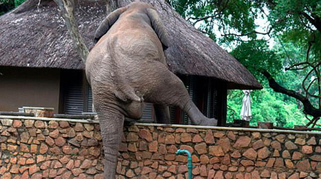 En las imágenes se ve al elefante cuando levanta una pata tras otra para pasar la enorme valla