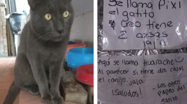 El gato jamás pensó que lo descubrirían 