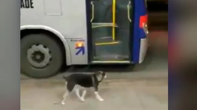 Perrito espera todos los días a chofer que le da de comer y es viral en redes