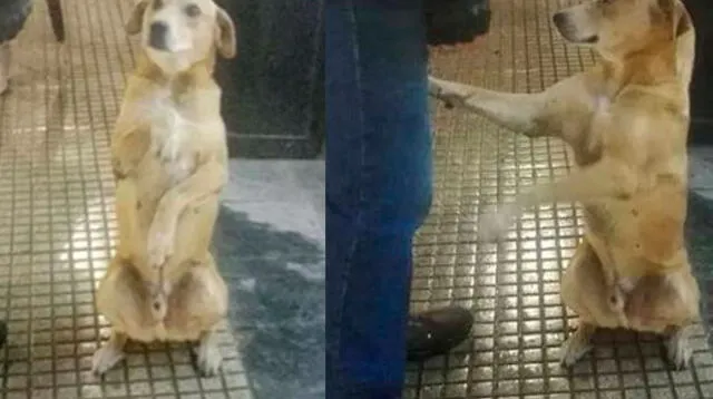 Perro pidiendo comida se vuelve viral en Facebook