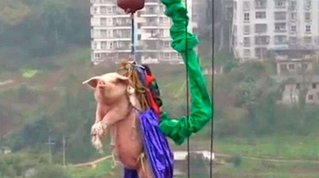 Cerdo es obligado a realizar puenting en China