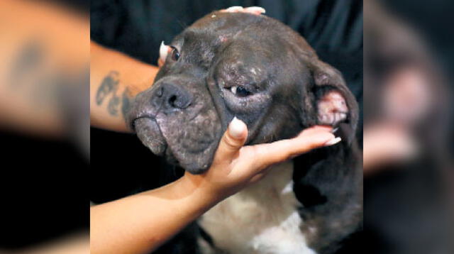 Blacky y Rocky, perritos de Joselyn Rivera. Ellos, al ver que su dueña era atacada, trataron de defenderla con sus ladridos y acercándose al agresor. Sin embargo, Llauca Zapara le tiró una piedra a uno de ellos y le causó un corte en la pata al otro