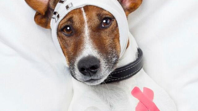 Cancer en perros y gatos