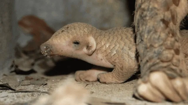 El pangolín es conocido por ser el animal más traficado del planeta