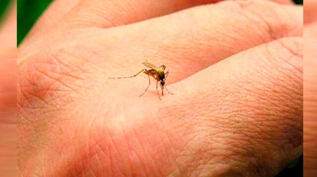 Zancudo Aedes aegypti, vector que transmite el dengue