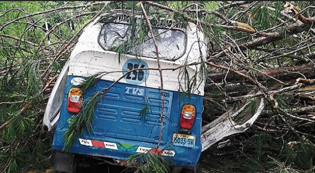 Pasco: Mototaxista muere aplastado por un árbol