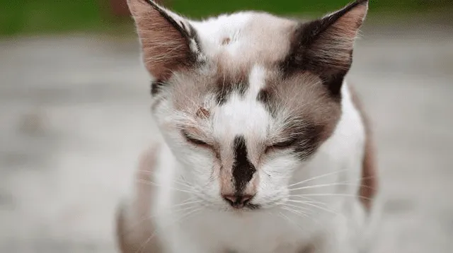 Mujer denunció que asesinaron a su gato.