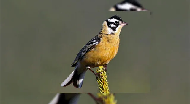 La poliginándria es poco usual pues solo el 0.1% de las aves del mundo lo practica