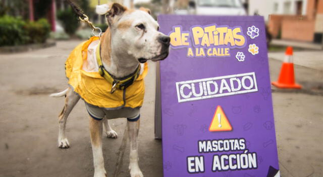 De Patitas en la Calle