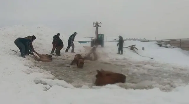 Los rescatistas utilizaron un camión grúa para sacar del hielo a los caballos