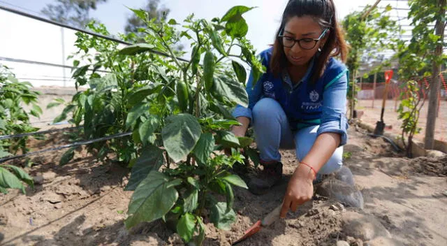 Serpar recomienda cultivar hortalizas y plantas aromáticas este verano [FOTOS]