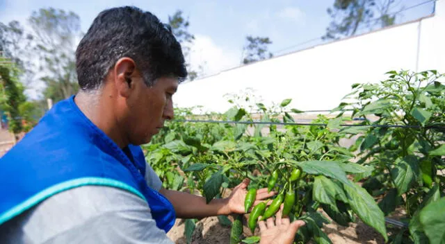 Serpar recomienda cultivar hortalizas y plantas aromáticas este verano [FOTOS]