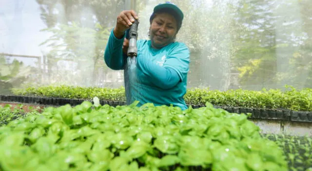 Serpar recomienda cultivar hortalizas y plantas aromáticas este verano [FOTOS]