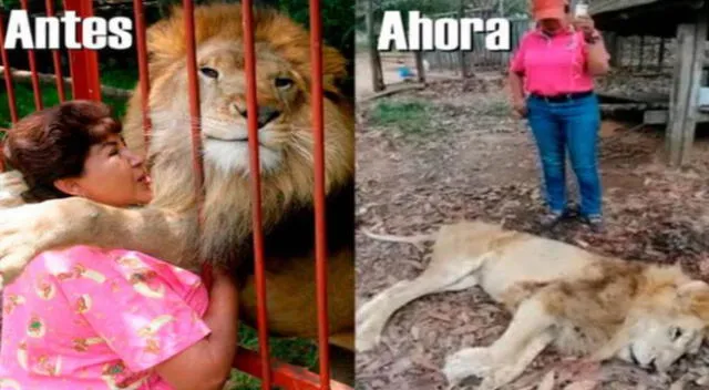 El felino se hizo conocido en el país cafetero por el gesto de agradecimiento que tuvo con su antigua cuidadora que lo rescató de un circo.