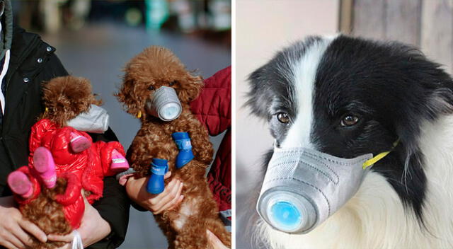 El coronavirus en perros existe, pero es totalmente diferente al de Wuhan