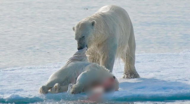 En el último cuarto de siglo, el nivel de hielo al final del verano ártico se ha reducido un 40%