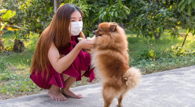 Las mascarillas en animales domésticos podrían generar ansiedad.