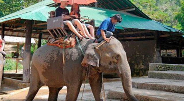 Se liberaron 78 elefantes de Maesa en la ciudad de  Chiang Mai.