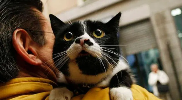 Gato es contagiado por su dueña que tenia coronavirus