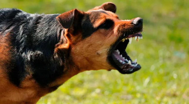 Dos perros atacan a menor de edad en Chorrillos