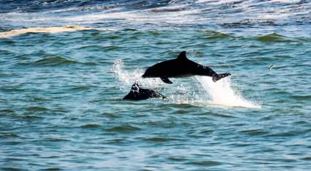 Estos delfines fueron captados por un fotógrafo en Costa Verde en diciembre 2019