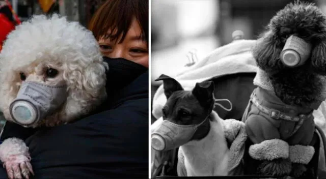En Hong Kong, 2 perros dieron positivo al coronavirus