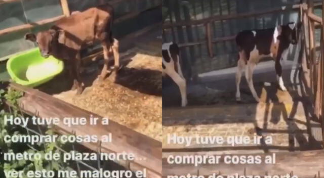 Cuarentena: Denuncian que animales de granja de Plaza Norte están en abandono