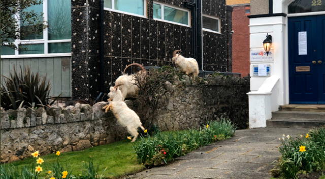 Las cabritas estaban en busca de comida por los jardines, siendo sus favoritos los setos y flores.