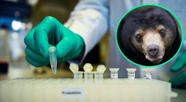 China emplearía la bilis de oso para tratar a pacientes con coronavirus