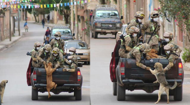 Los canes de la calle ahora formarán parte del cuerpo de soldados de Bolivia.