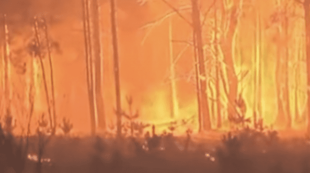 Las llamas se extendieron a más de 100 hectáreas en la superficie forestal.