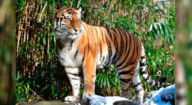 La tigresa sería el primer animal con coronavirus en los Estados Unidos.